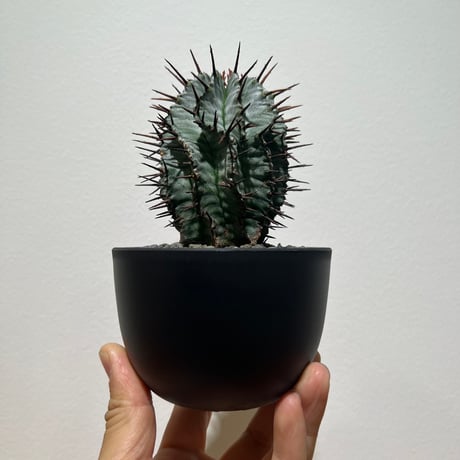 白衣ホリダ | STORES 白衣ホリダ | STORES