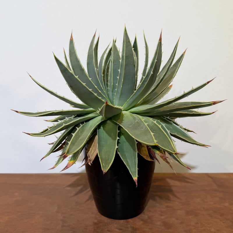 アロエ ポリフィラ 01 | MEGASHEEP