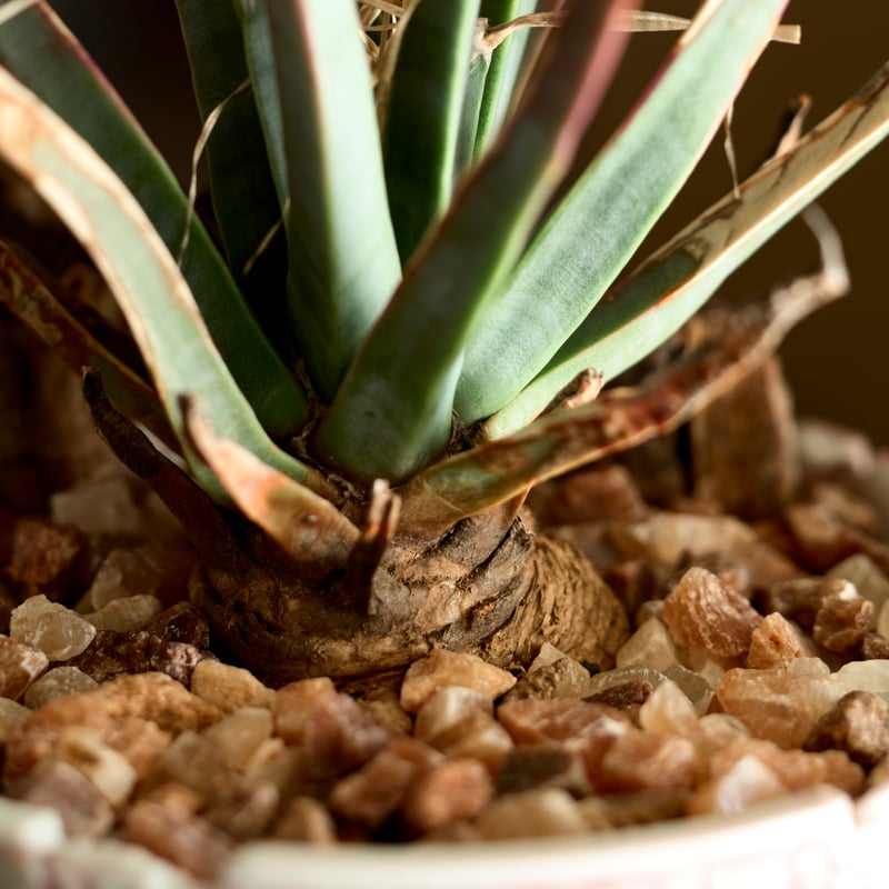 レウクテンベルギア プリンキピス 晃山 Pink pot | MEGASHEEP