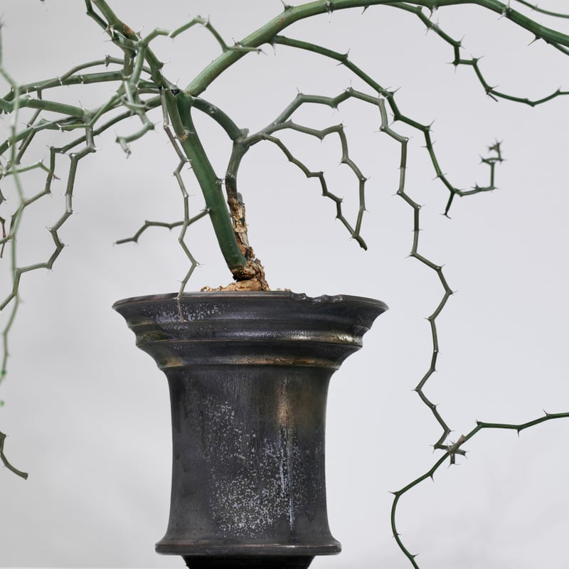 デカリア マダガスカリエンシス ジグザグの木 | MEGASHEEP