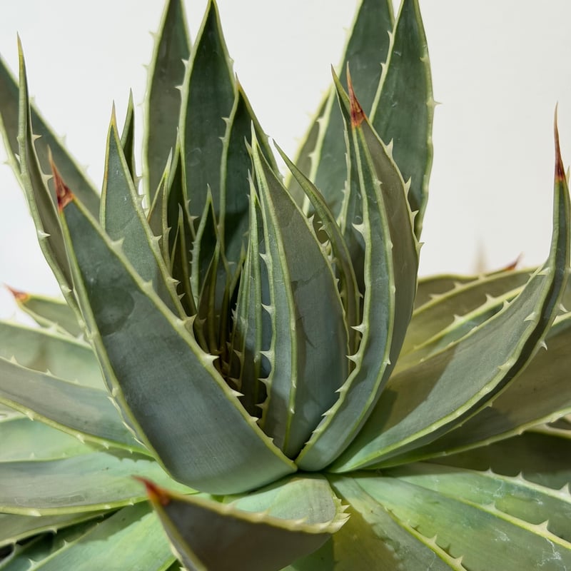 アロエ ポリフィラ 01 | MEGASHEEP