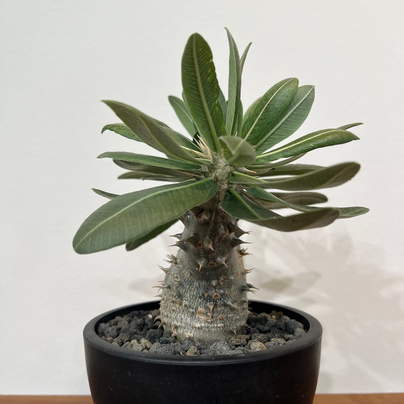 パキポディウムホロンベンセ | MEGASHEEP