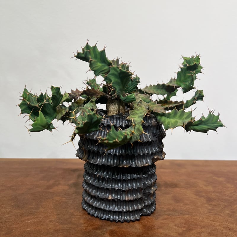 ユーフォルビア　クラビゲラ ユーフォルビア クラビゲラ | MEGASHEEP