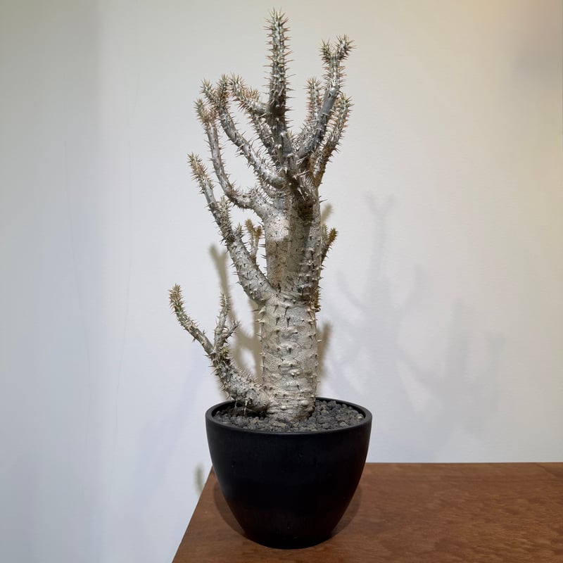 パキポディウム ホロンベンセ | MEGASHEEP