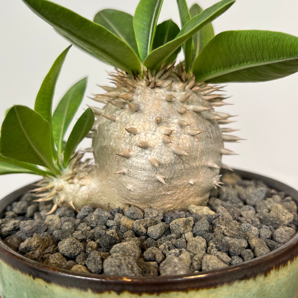 パキポディウムデンシカウレ 恵比寿大黒 | MEGASHEEP