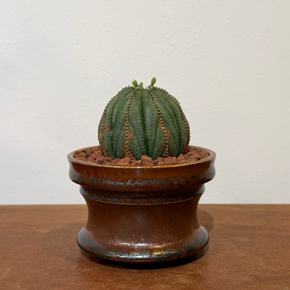 ユーフォルビア オベサ オールド マッシュ 鉢付き まとめ買い割引