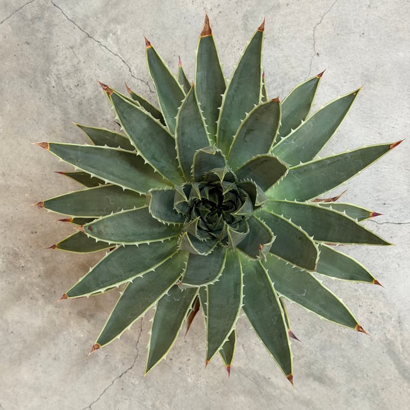 アロエ ポリフィラ 01 | MEGASHEEP