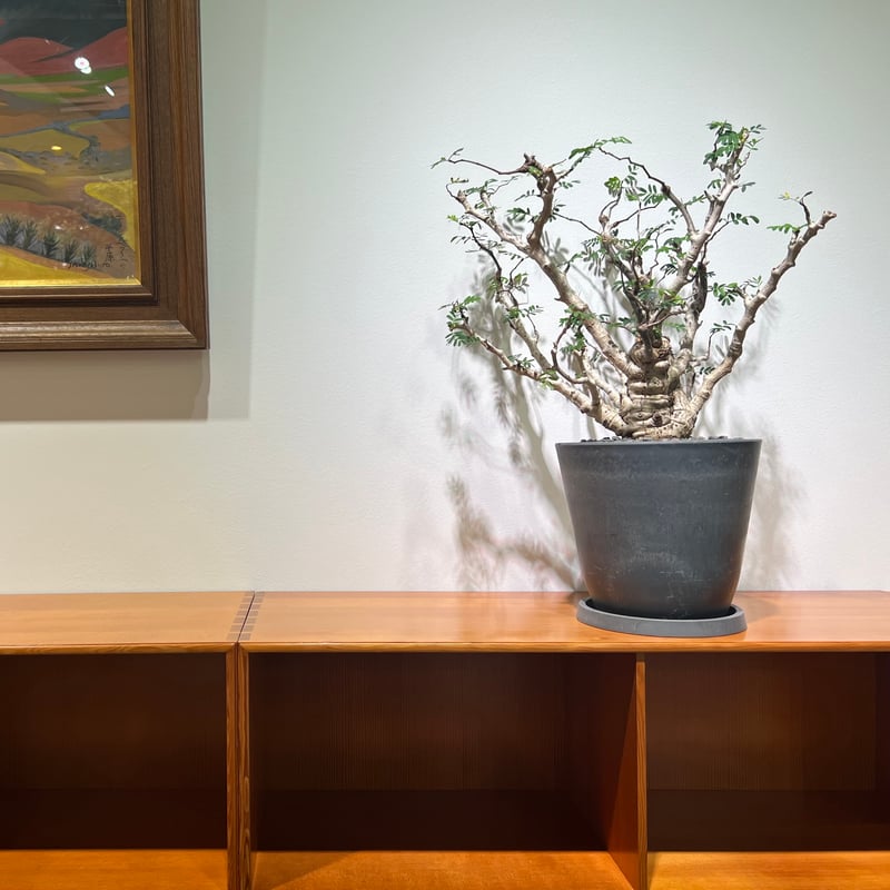 センナメリディオナリス | MEGASHEEP