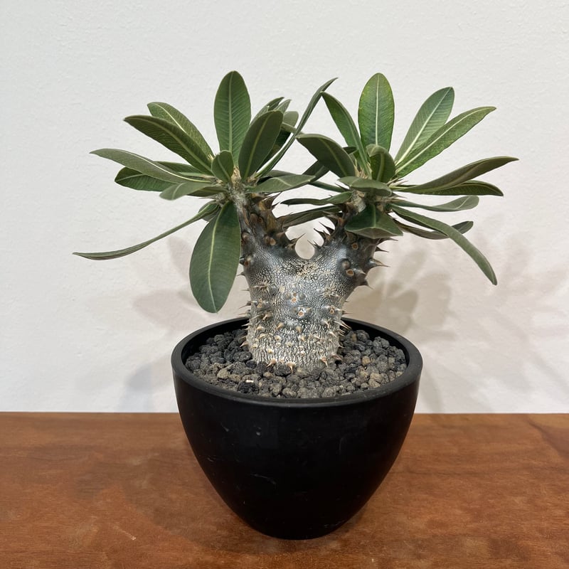 パキポディウムホロンベンセ パキポディウムホロンベンセ | MEGASHEEP