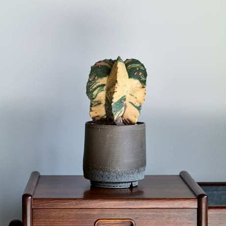 ランポー玉 | STORES
