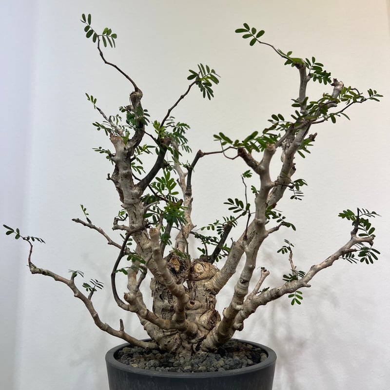 【週末限定SALE】センナ メリディオナリス センナメリディオナリス | MEGASHEEP