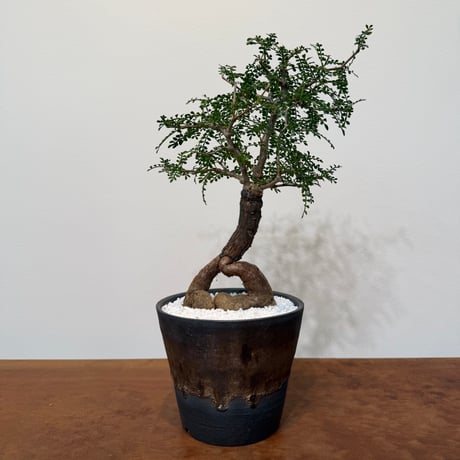 オペルクリカリア | STORES