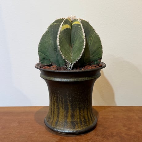 ランポー玉 | STORES