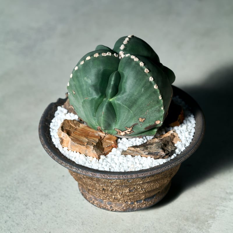 アストロフィツム 碧瑠璃鸞鳳玉 Gold pot | MEGASHEEP