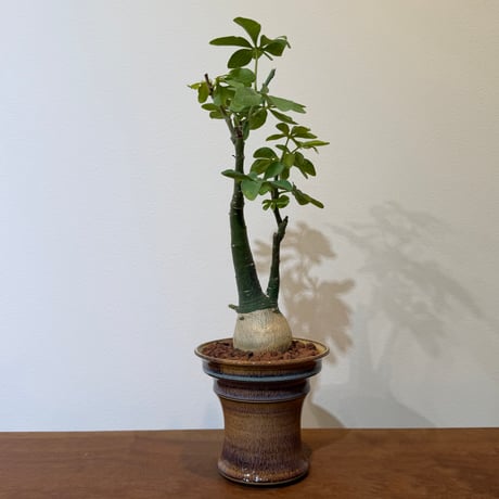 期間限定値下げ　アデニアグラウカ　大株 期間限定値下げ アデニアグラウカ 大株 期間限定値下げ