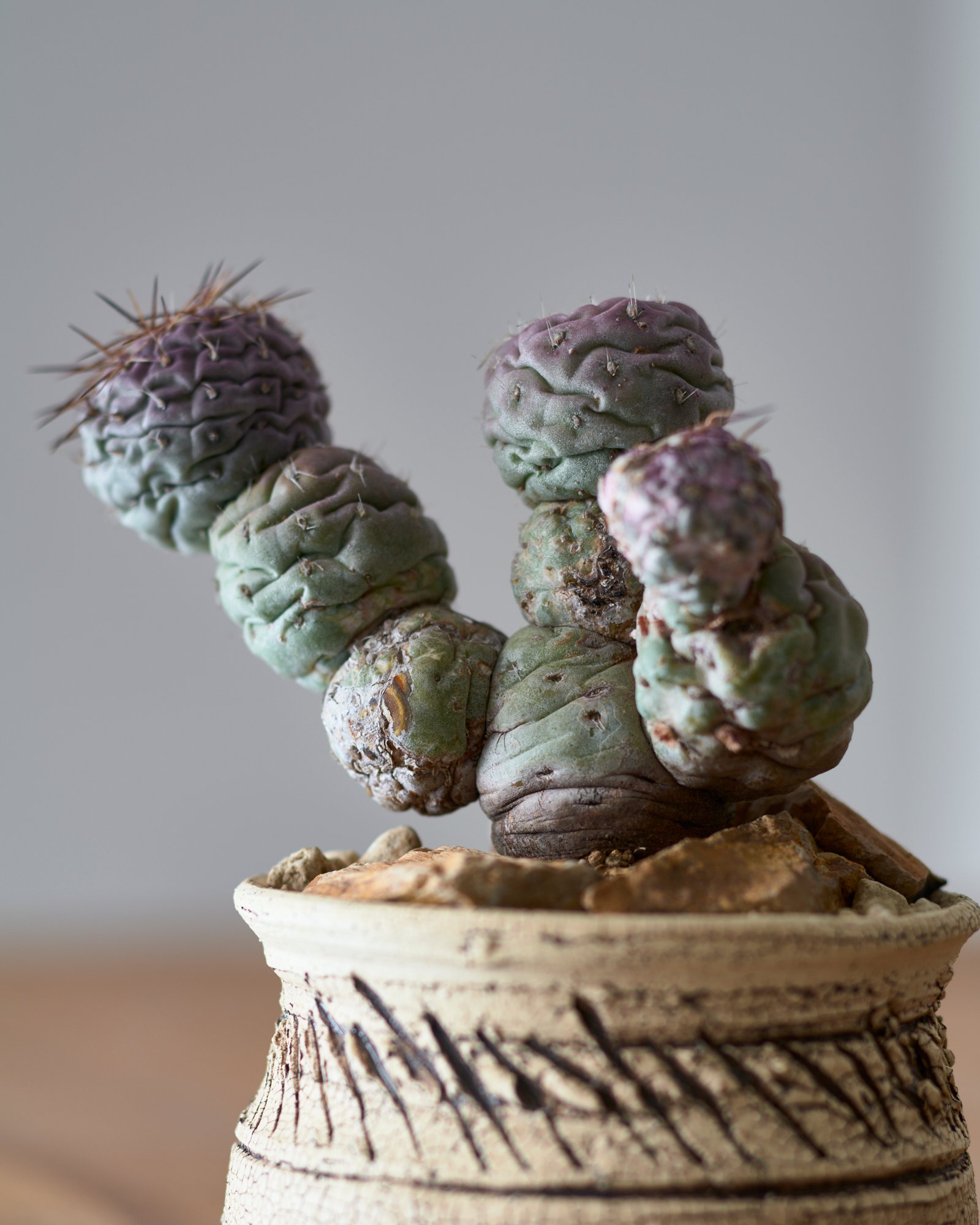 テフロカクタス ゲオメトリクス 斑入り × saki earthenware | MEGASHEEP