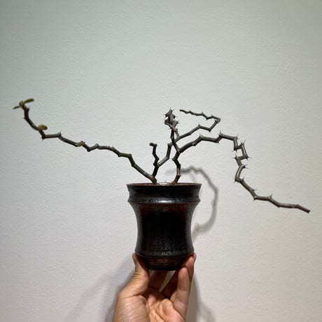 ジグザグの木 | STORES