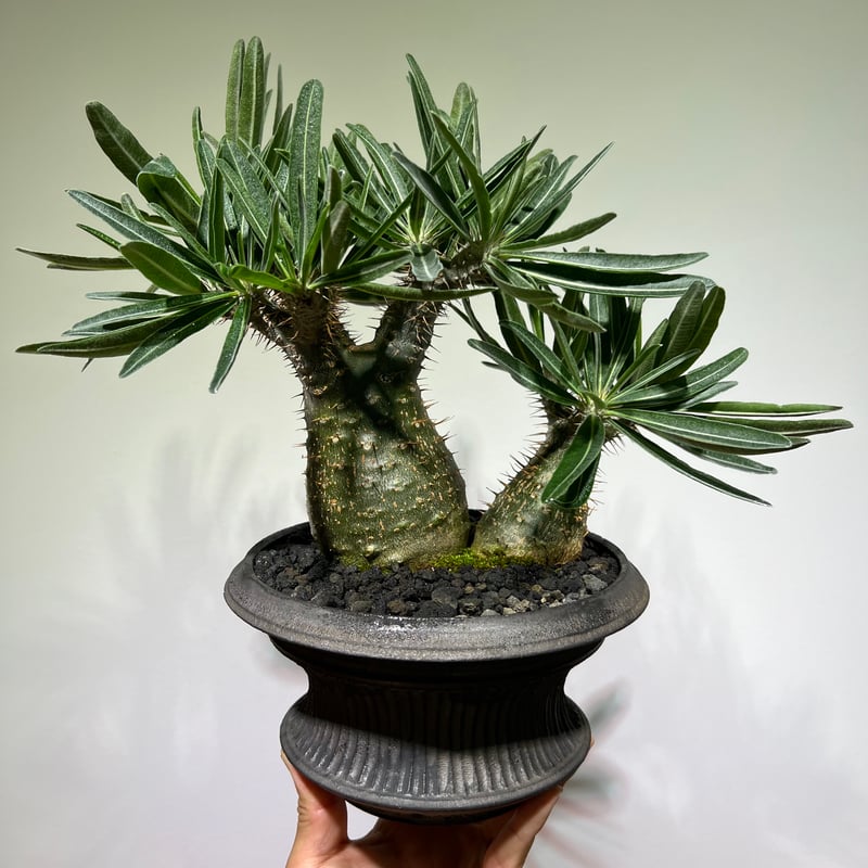 グラキリス　一点ものの鉢　パキポディウム　作家 グラキリス 一点ものの鉢 パキポディウム 作家 食器