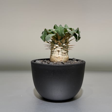 パキポディウム | STORES