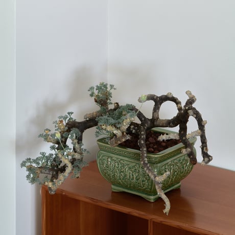 ムルチフィズム | STORES