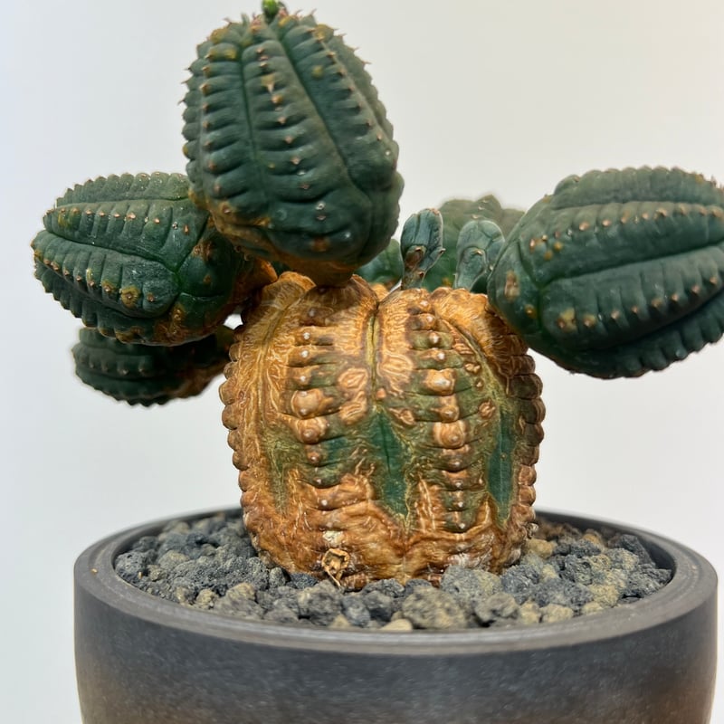 ユーフォルビアオベサブロウ 雌株 | MEGASHEEP