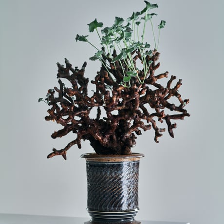 ペラルゴニウムミラビレ | STORES