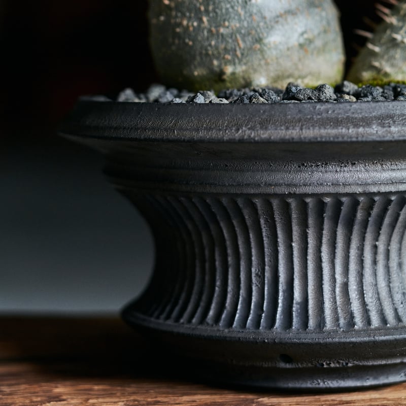 パキポディウムグラキリス × 小野瀬一 | MEGASHEEP