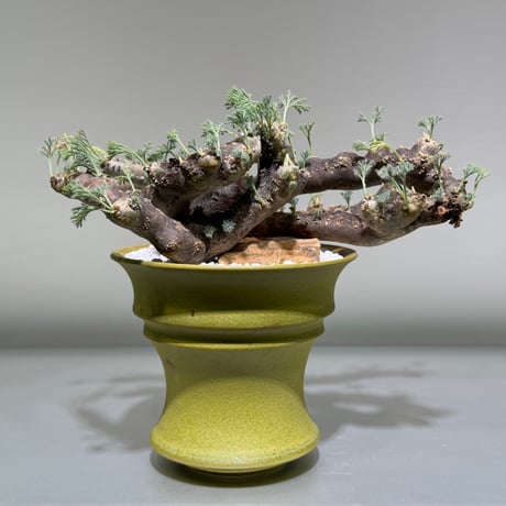 新春セール！1/7まで 最終値下げ】モンソニア ムルチフィダ