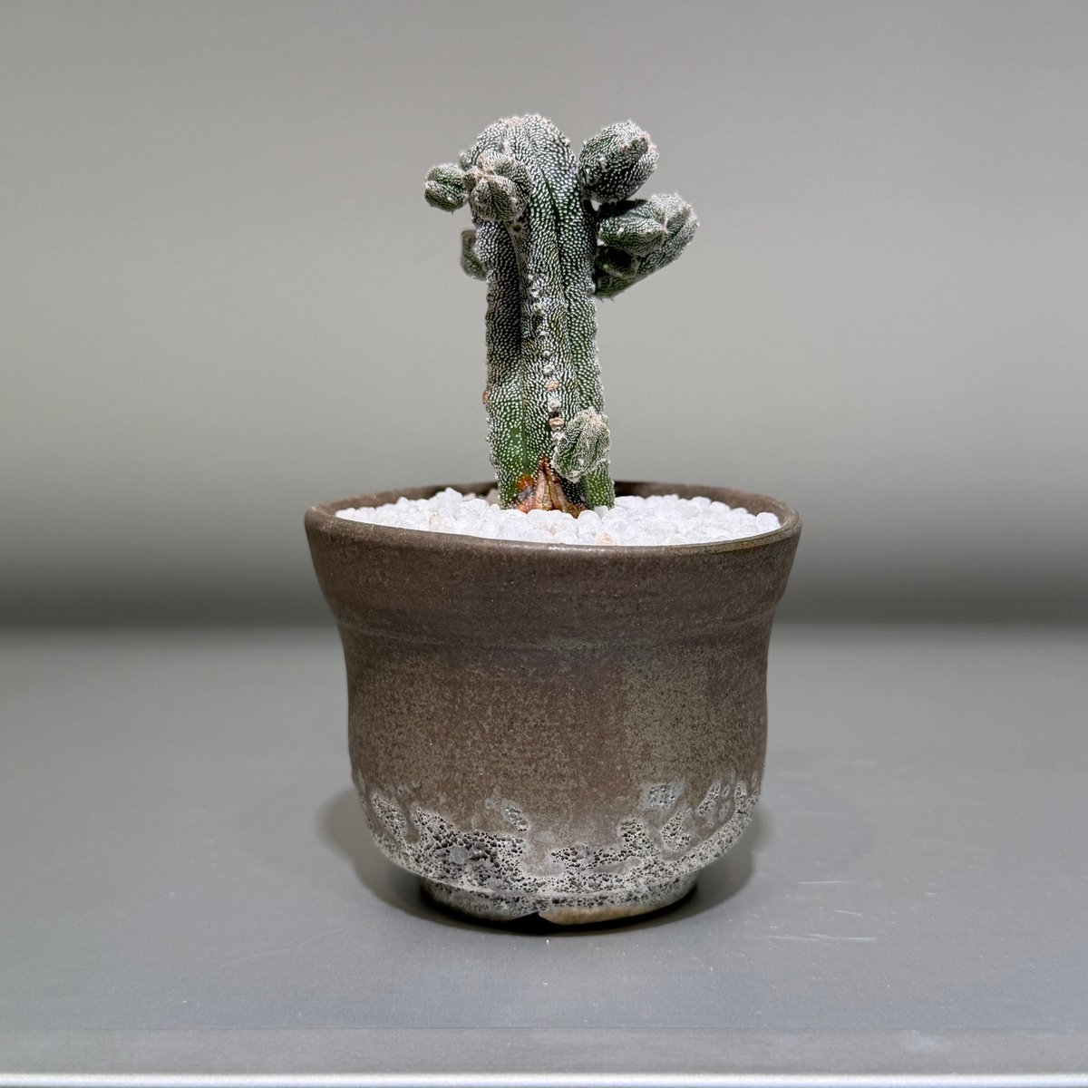 アストロフィツム 鸞鳳閣 × saki Shinonome -東雲- | MEGASHEEP