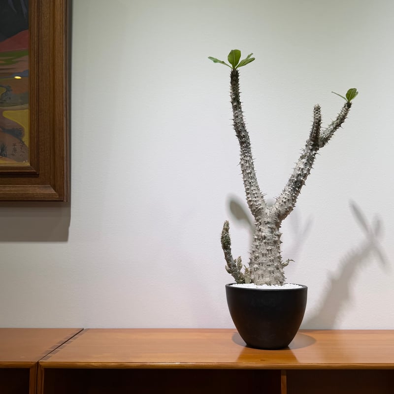 パキポディウム ホロンベンセ | MEGASHEEP