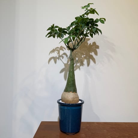 アデニア グラウカ【大株 胴周り34cm】現品 アデニア グラウカ【大株 胴周り34cm】現品 アデニア グラウカ【855