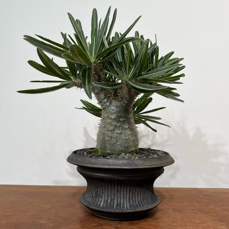 パキポディウムグラキリス × 小野瀬一 | MEGASHEEP