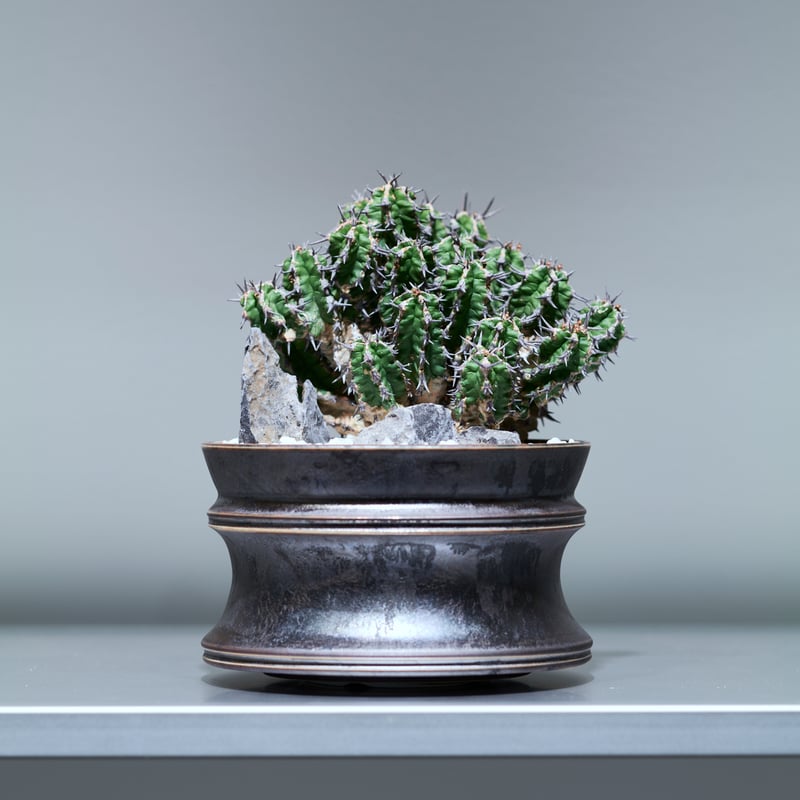 ユーフォルビア ミトリフォルミス silver gray pot | MEGASHEEP