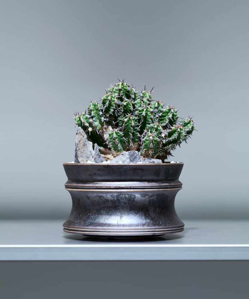 ユーフォルビア ミトリフォルミス silver gray pot | MEGASHEEP