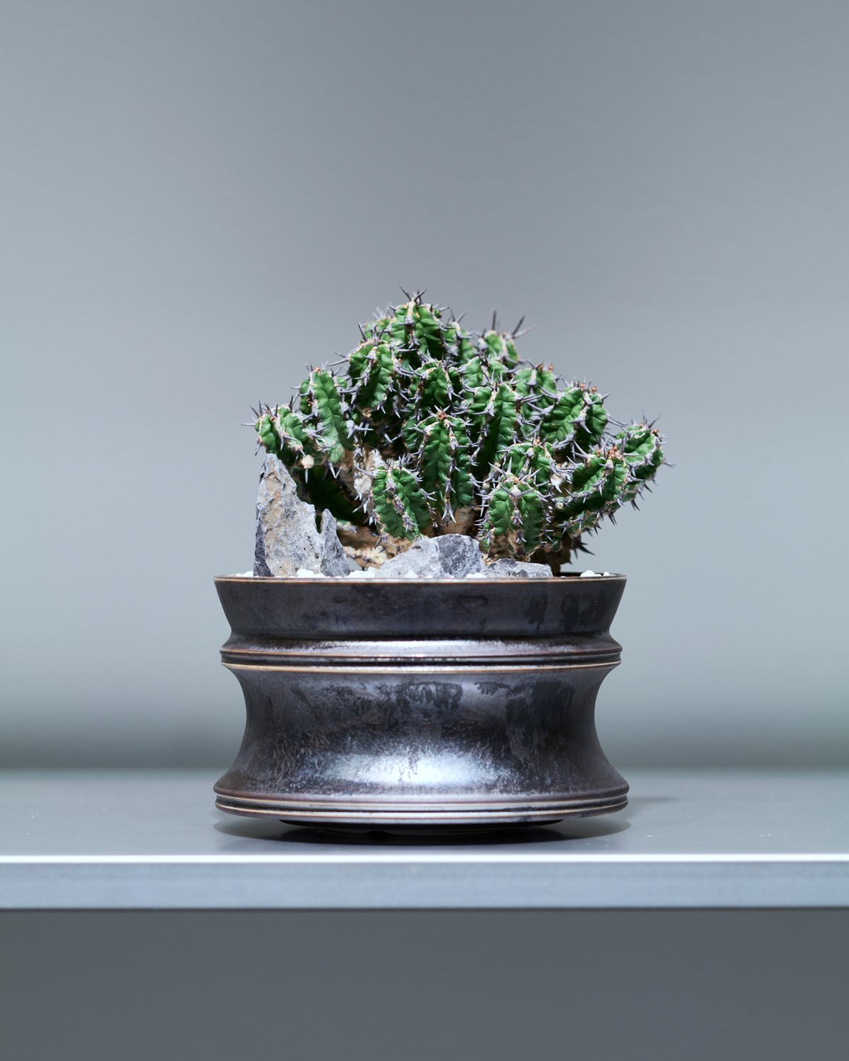 ユーフォルビア ミトリフォルミス silver gray pot | MEGASHEEP