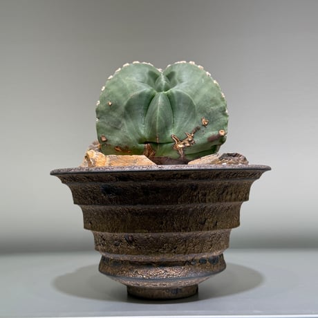 ランポー玉 | STORES