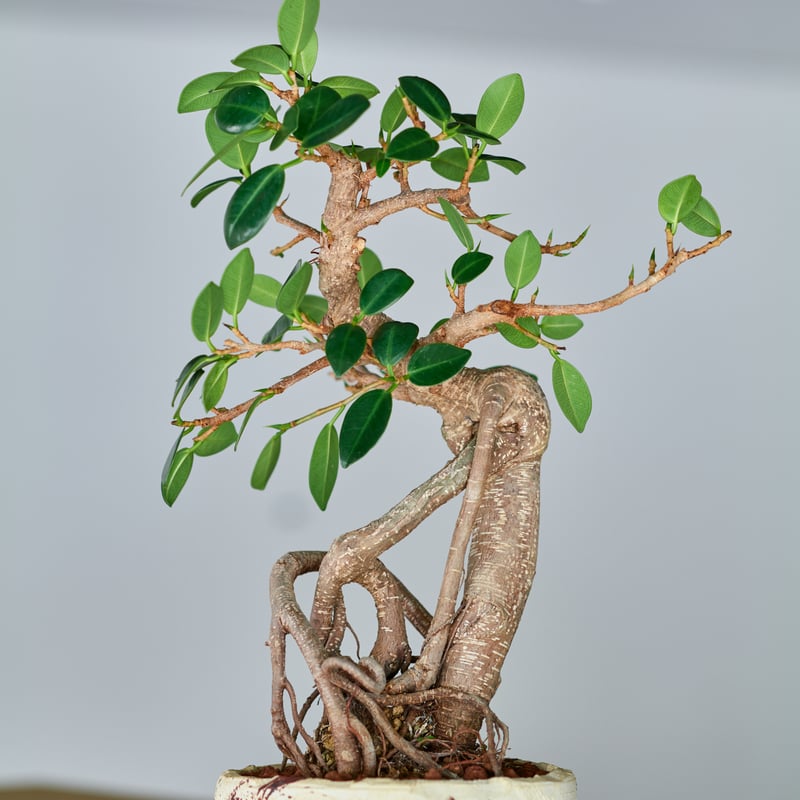 ガジュマル フィカス ミクロカルパ ガジュマル× saki Kaiu -懐雨- | MEGASHEEP