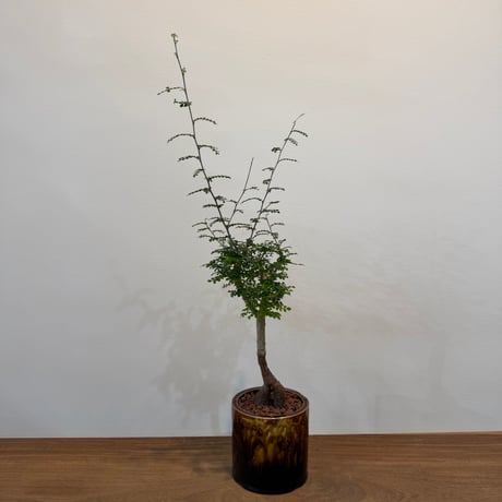 オペルクリカリアパキプス | STORES