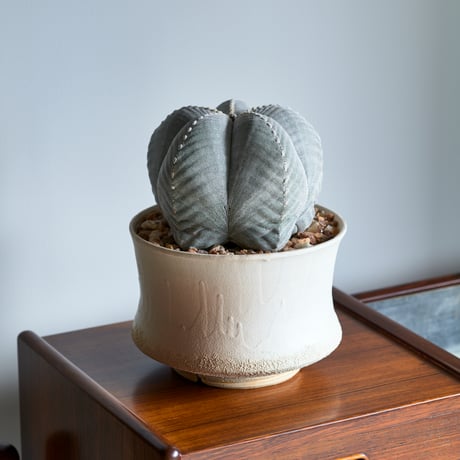 恩塚鸞鳳玉 | STORES