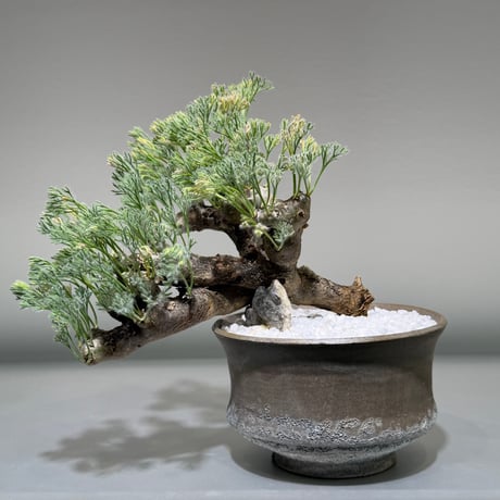 サルコカウロンムルチフィズム | STORES