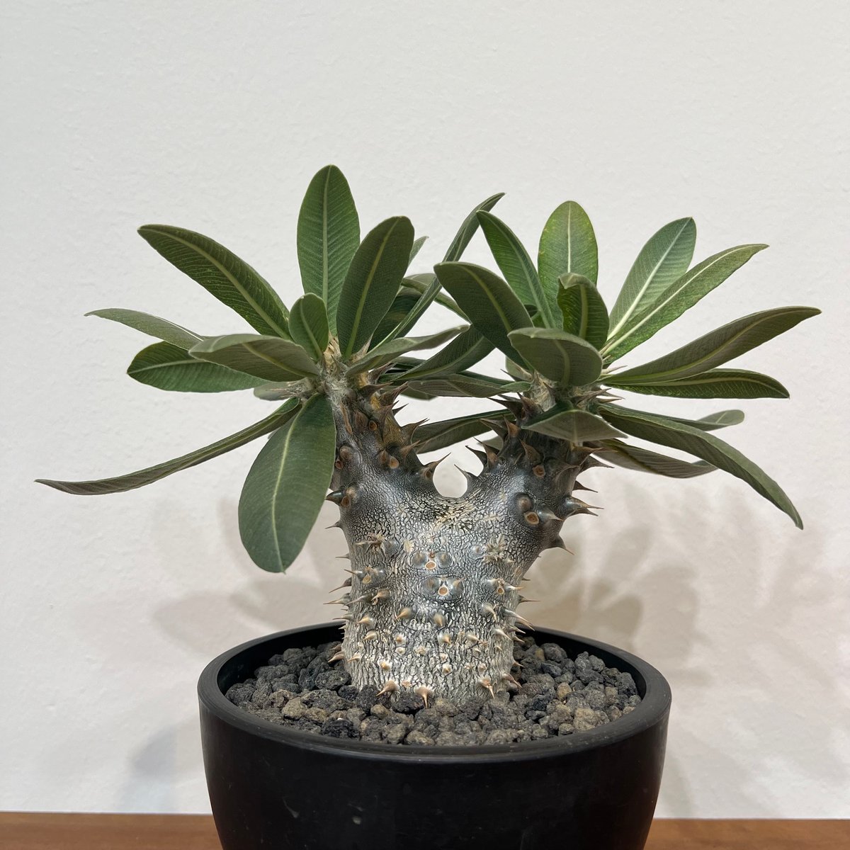 パキポディウムホロンベンセ | MEGASHEEP