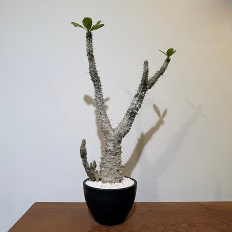 パキポディウムホロンベンセ | STORES