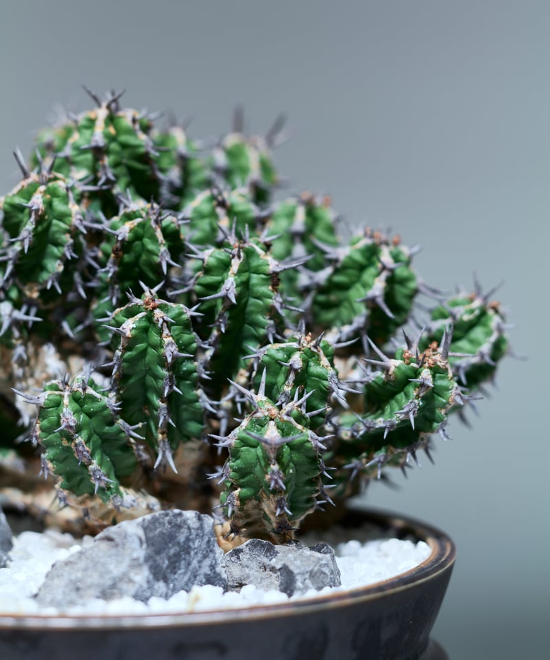 ユーフォルビア ミトリフォルミス silver gray pot | MEGASHEEP