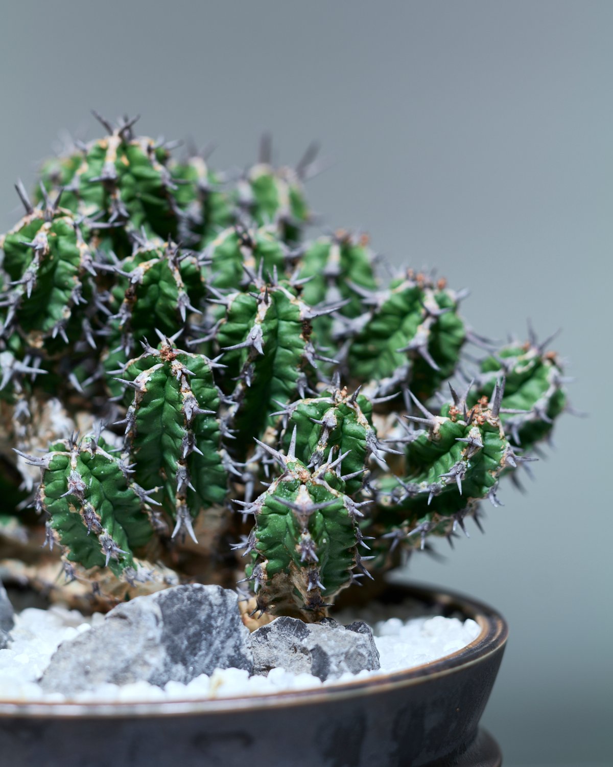 ユーフォルビア ミトリフォルミス silver gray pot | MEGASHEEP