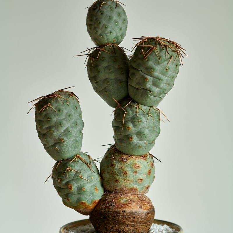 テフロカクタス ゲオメトリクス × saki KonomeAme-木の芽雨- | MEGASHEEP