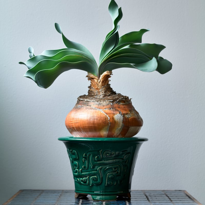 ブーファン ハエマンソイデス Green Bonsai pot | MEGASHEEP