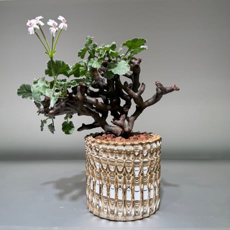 ペラルゴニウムミラビレ | STORES