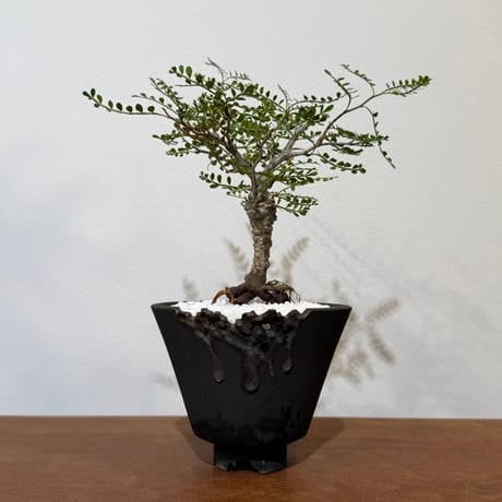 OP209 オペルクリカリア パキプス コーデックス ベアルート株 オペル