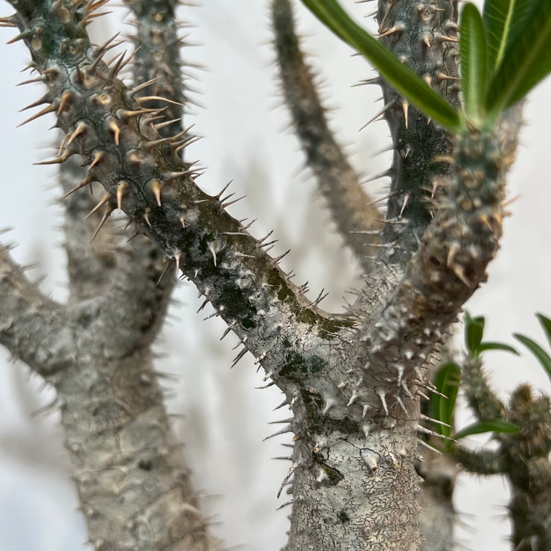 パキポディウム ロスラーツム パキポディウム ロスラーツム | hanayoshi-botanical