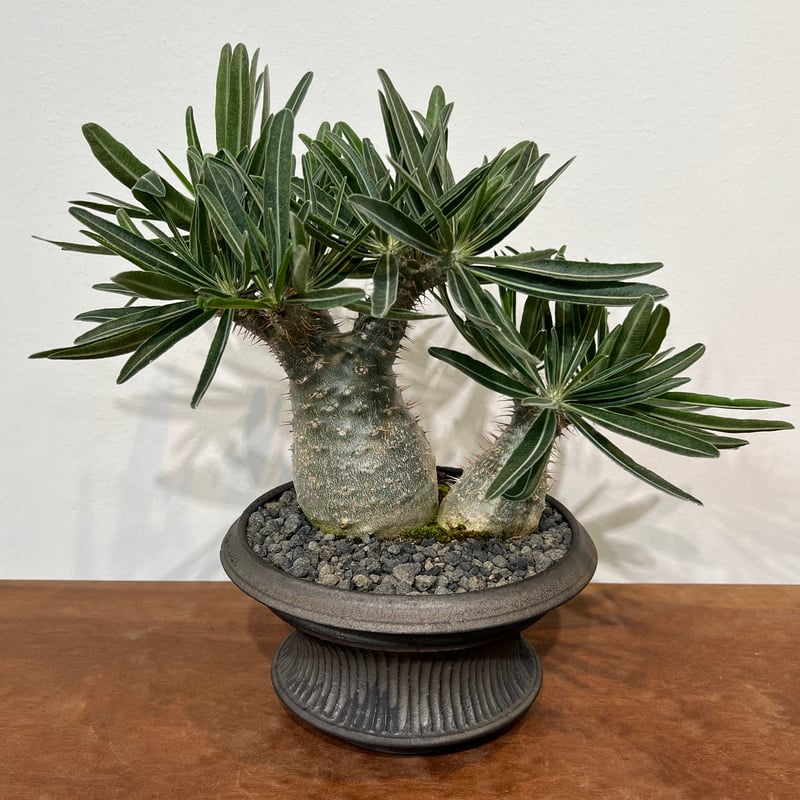 小野瀬一　陶器鉢　植物　アガベ　サボテン　グラキリス 小野瀬一 陶器鉢 植物 アガベ サボテン グラキリス 2025年最新